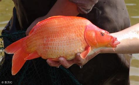 鯉魚 寓意|【鯉魚寓意】鯉躍龍門化吉祥 錦鯉躍然寓意深